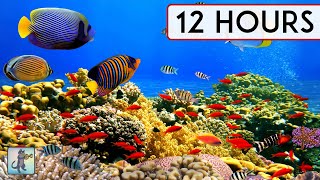 BEAUTIFUL CORAL REEF AQUARIUM COLLECTION • 12 HOURS • BEST RELAX MUSIC • SLEEP MUSIC • 1080p HD [upl. by Ennahgiel]