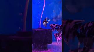 தொட்டி நிறைய மீன் 😍 trending shorts aquarium aquariums fish fishtank guppy angelfish zebra [upl. by Notsur]