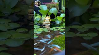 Aquascaping 002 Can This Mini Zen Garden REVOLUTIONIZE Your Aquarium [upl. by Eberle29]