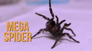 Megaspider Found in Australia Where Else [upl. by Eanyl]