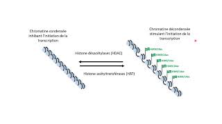 Lacétylation des histones contrôle linitiation de la transcription [upl. by Niamor]