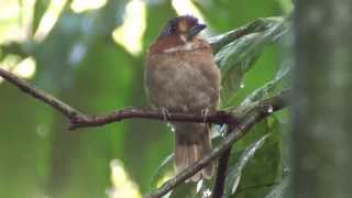 Rufousnecked Puffbird Malacoptila rufa  Spix 1824 [upl. by Latsryc]