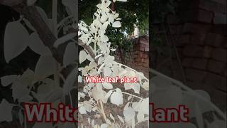 white leaf plant  sfed pattti wala podha [upl. by Sumerlin]