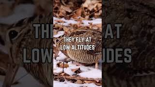 The American Woodcock Natures Slowest Flying Bird [upl. by Marigold]