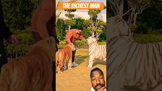 The richest mans tiger lion animals zoo pets duet billiardspool funnypets funny 8ball [upl. by Rosecan231]