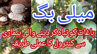 109How To Control MealyBug In Guava Orchard  What Is Mealybug  Use Of Pesticides  Guava Farming [upl. by Pierrepont202]