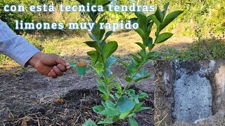 increíble siembra de limón para que tengas limones en muy poco tiempo 🍋 [upl. by Seugirdor]