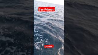 Porpoises came and paid us a visit fishing ocean deepseafishing shorts dolphin [upl. by Netsriik]