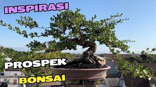 Prospek Bonsai [upl. by Oicinoid]