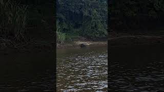 Elephant swimming at Kinabatangan River Borneo [upl. by Gentry]