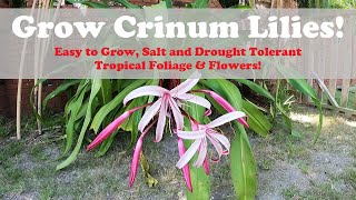 Giant Crinum Lily  You Should Grow Them [upl. by Wrennie]