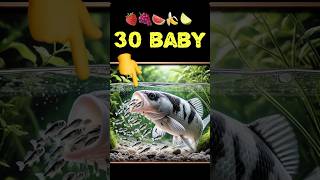 Aquarium cichlid fish giving birth to 30 babies fish 💪😍 fish 물고기 fishing [upl. by Ambur]