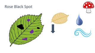 Fungal Diseases [upl. by Sacram]