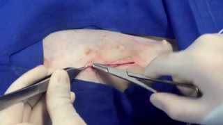 Ovariohisterectomía en hembras caninas  Ovariohysterectomy in dogs [upl. by Fauch]