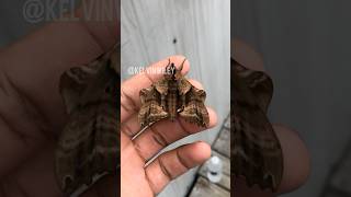 Blinded Sphinx Moth Handling [upl. by Iaj]