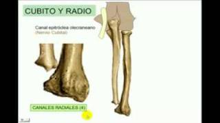 OSTEOLOGIA Miembro superior 4 Diagnostico X [upl. by Smail]