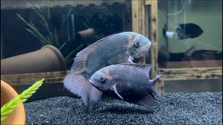 Hypselecara Temporalis Cichlid AKA Chocolate Cichlid Bonus UpdateMust See Trimac Cichlid Update [upl. by Nonrev537]