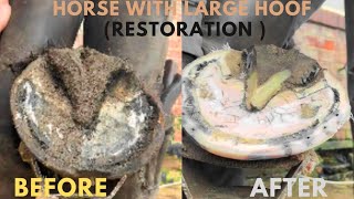 Shire Horse Complete restoration Shire Horse Restoration Compilation shirehorse huge massivehoof [upl. by Valonia197]