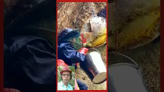 Collecting honey from mountain beehivesreelsviralシ videos nature honey viralreelshorts [upl. by Ardnal]