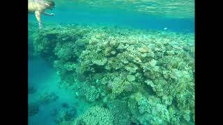 Snorkling at Sensitori Coral Sea sensatori sharmelsheikh holiday travel egypt crocodilefish [upl. by Tova71]