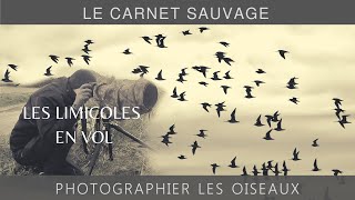 Photographier les oiseaux  les limicoles en vol [upl. by Natalya]