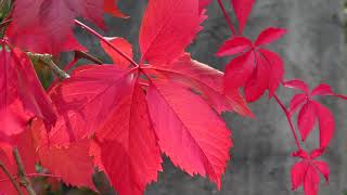 Parthenocissus quinquefolia Engelmannii [upl. by Paton]