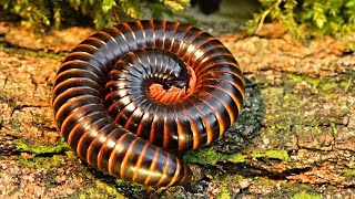 Archispirostreptus gigas Giant African Millipede Closeup [upl. by Naneek]