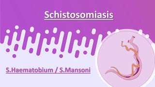 Schistosomiasis  SHaematobium  SMansoni [upl. by Atenik]