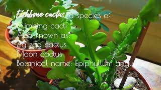 Survival plants Haworths Aeonium Fishbone cactus Elephant bush Tradescantia Nanouk [upl. by Acsisnarf]