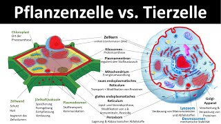 Tierzelle vs Pflanzenzelle Vergleich  Zellorganellen und ihre Funktionen 33  Biologie [upl. by Kara-Lynn]