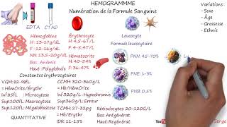 HÉMOGRAMME NFS [upl. by Artie]