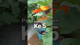 KEREN❗❗❗ PANEN TERUNG 25 TONMINGGU [upl. by Nawud496]