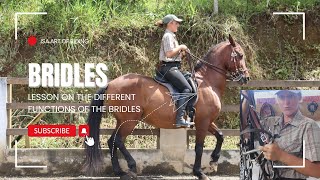 Understanding Horse Bridles Snaffle Cavesson and Curb Explained [upl. by Mashe]