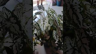 Caladium humboldtii 🪴 shorts youtubeshorts homegardens plants 🌱 [upl. by Siraj]