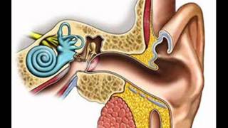 Benign Paroxysmal Positional Vertigo BPPV  ICSP  HEALTH EDUCATION  URDU  HINDI [upl. by Ivie]