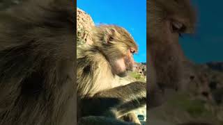 Monkey from  Tai’f  KSA [upl. by Lorain]