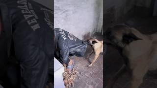 कुत्ते ने बचाई जान dogs shorts dogshorts funnyshortsvideo [upl. by Anitsrhc]