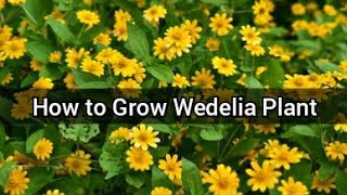 Wedelia Plant Care  How to Propagate Wedelia  Best Flowering Plant For Hanging BasketPots [upl. by Ahsinahs]