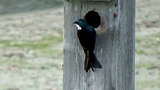 Kennebec County I see my first American Redstart Swallows and a friendly Ruffed Grouse [upl. by Moor]