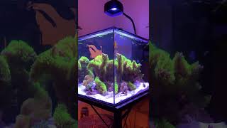 Waterbox Peninsula 25 reef saltwateraquarium reeftank fish marineaquarium coralreef aquascape [upl. by Halonna439]