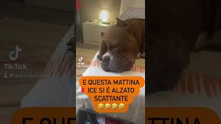 Buongiorno da un Arzillo icerubacuori 🤣🤣🤣 superstar americanbully vip pitbull [upl. by Brittaney]