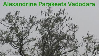 Alexandrine parakeet Psittacula eupatria Vadodara Part 1 [upl. by Wendin]