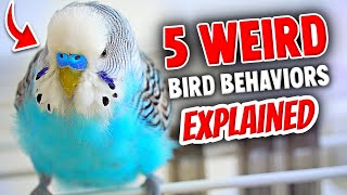 5 Odd Bird Behaviors EXPLAINED [upl. by Sapphira344]