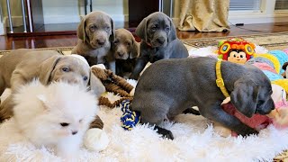 Pomeranian energized Weimaraner puppies [upl. by Nynnahs779]