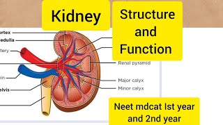 Structure and function of kidneyHindiUrdu [upl. by Ronna735]