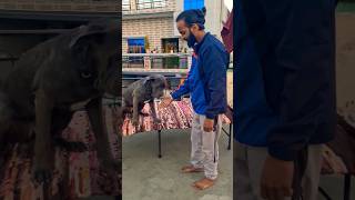 Cane corso training 👺🥰 dogbreeds pets dogoargentino shorts trending youtube alphathedogo [upl. by Cirone]