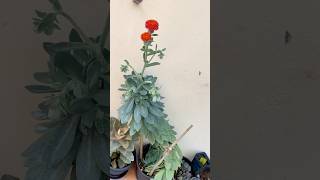 kleiniafulgens succulent asteraceae plant flowering first time after three years💚❤️💚 [upl. by Clie]