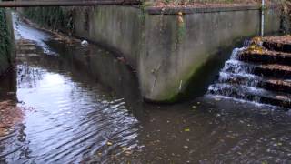 Bounds Green Brook and Pymmes Brook [upl. by Moskow]