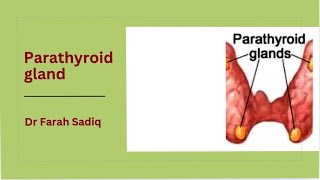 parathyroid gland hyperparathyroidism [upl. by Brandenburg]