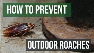 How to Prevent Outdoor Roach Invasions [upl. by Kalam316]